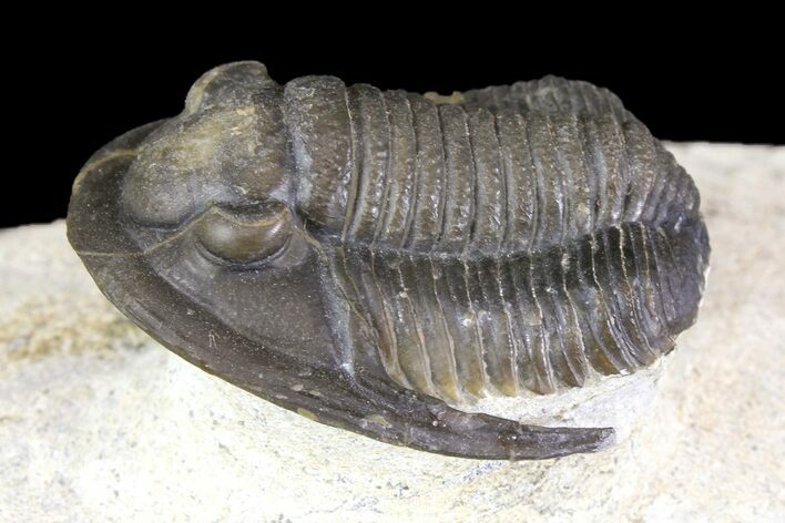 Cornuproetus Trilobite Fossil On Pedestal of Limestone #140804